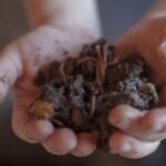 Los secretos del auténtico hummus libanés: sabor, historia y tradición