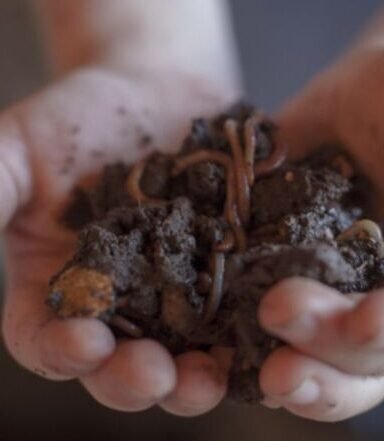 Beneficios del hummus de lombriz: alternativa saludable y sostenible