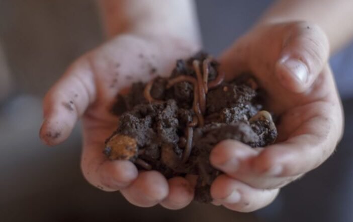 Beneficios del hummus de lombriz: alternativa saludable y sostenible Beneficios del hummus de lombriz: alternativa saludable y sostenible